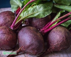Warzywa od rolnika Toruń Buraki ćwikłowe 